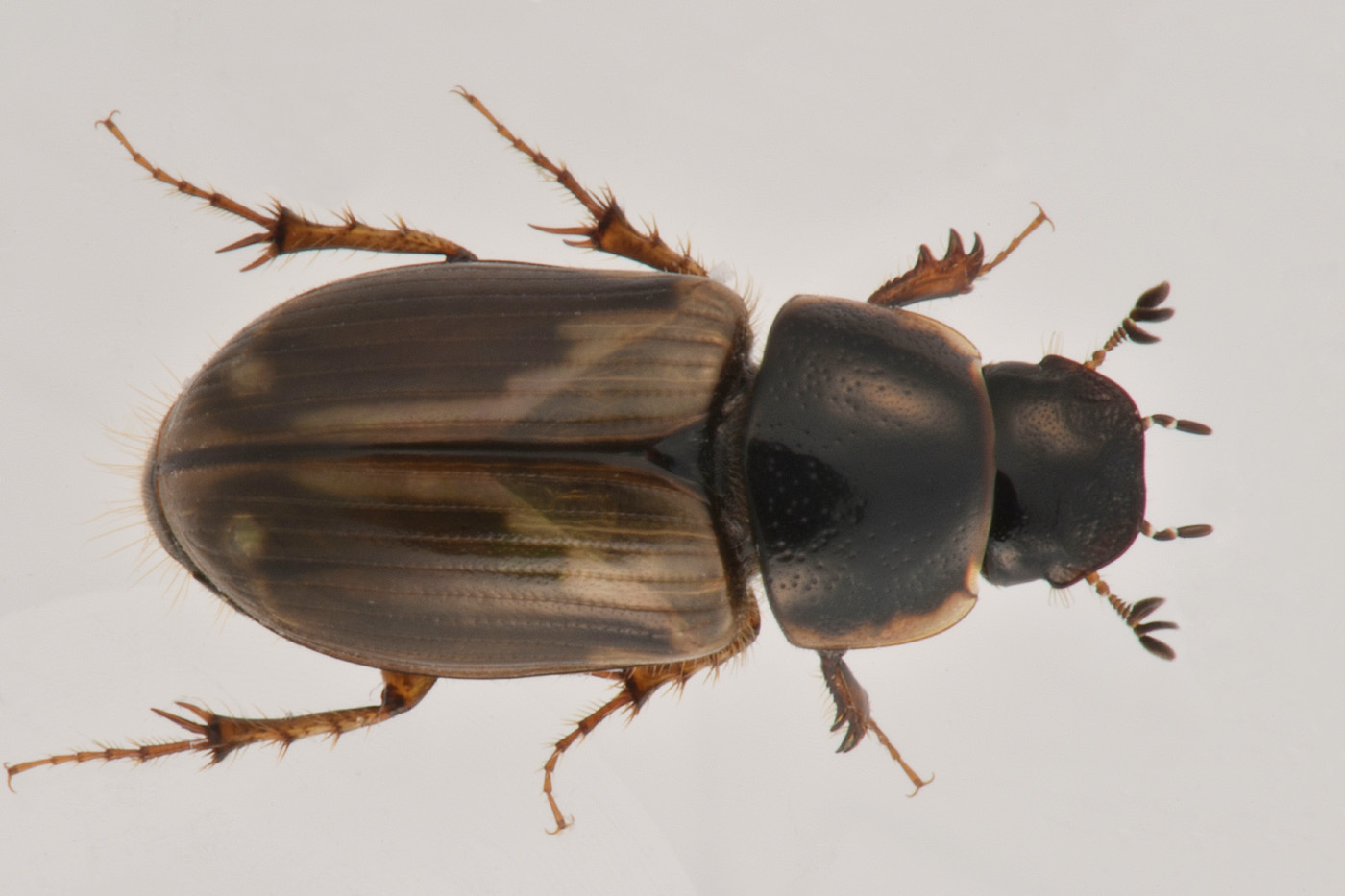 Aphodiidae: Melinopterus prodromus m & f ?  Sì !